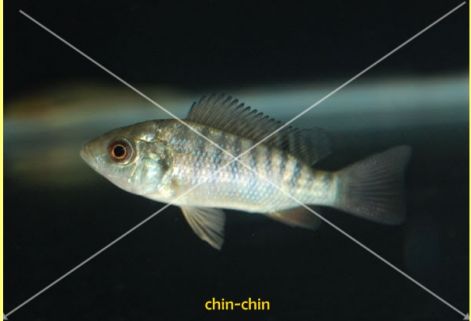 halak, amelyek pikkelysömör kezelésére skinlight krém pikkelysömörhöz
