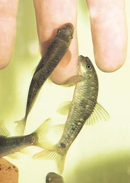 Pikkelysömör kezelése halakkal Brazíliából